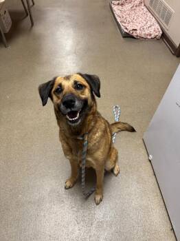 Rescue Shepherd Dogs for Adoption in Springfield, Ohio - Victoria | PetCurious