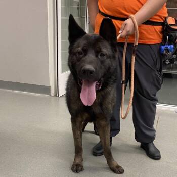 Akita and Mixed Breed Dogs Available for Adoption in Westminster, California - Luigi | PetCurious
