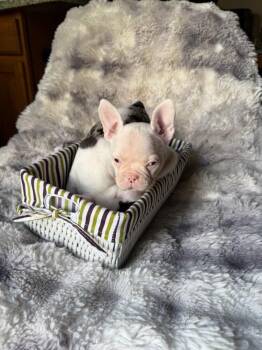 Zoey -  French Bulldog and Boston Terrier Dog for Adoption - Zoey | PetCurious