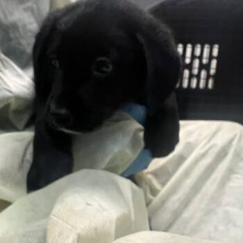 Black Labrador Retriever Dogs Available for Adoption - Splinter | PetCurious