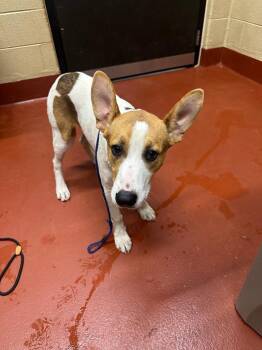 Mixed Breed Dogs Available for Adoption in Douglasville, Georgia - Henry | PetCurious