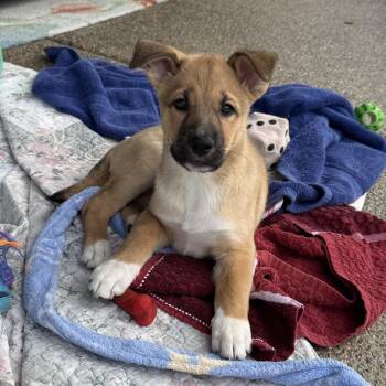 Winnie -  Siberian Husky and Beagle Dog for Adoption in Spokane, Washington - Winnie | PetCurious