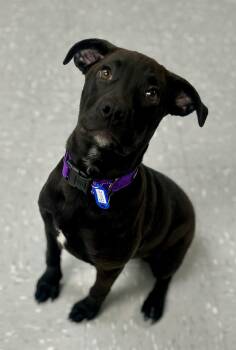 Pit Bull Terrier and Rottweiler Dogs Available for Adoption - Seattle | PetCurious