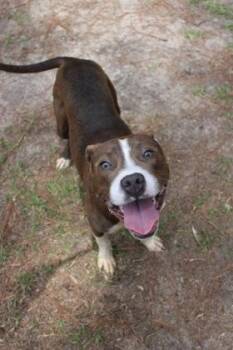 04571B Puddle -  Terrier and Mixed Breed Dog for Adoption in North Charleston, South Carolina - 04571B Puddle | PetCurious