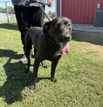 Mario -  Labrador Retriever Dog for Adoption in Delano, California - Mario | PetCurious