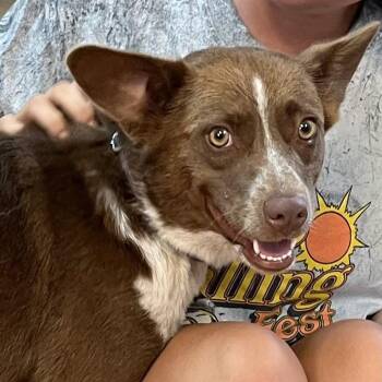 Carey -  Australian Cattle Dog Blue Heeler Dog for Adoption in Washington, Pennsylvania - Carey | PetCurious