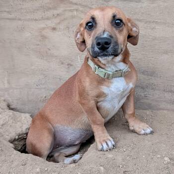 Sophi -  Chiweenie and Terrier Dog for Adoption in Tishomingo, Oklahoma - Sophi | PetCurious