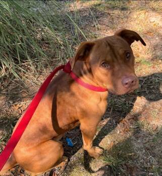 Rescue Rhodesian Ridgeback Dogs for Adoption in Troy, Alabama - Big Red | PetCurious