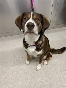 Husky and Labrador Retriever Dogs Available for Adoption - CALLIE | PetCurious