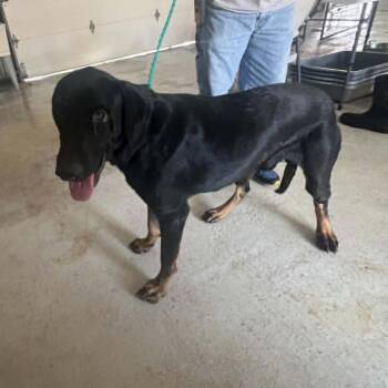 Paco 26-06-069 -  Rottweiler and Great Dane Dog for Adoption in Bastrop, Texas - Paco 26-06-069 | PetCurious