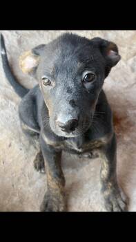 Hazel -  Catahoula Leopard Dog Dog for Adoption - Hazel | PetCurious