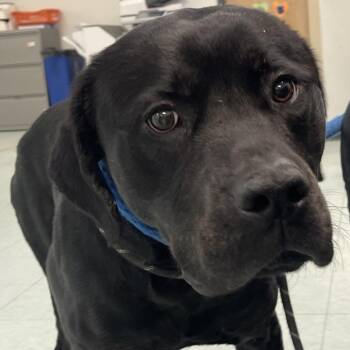 DeBo -  Mixed Breed Dog for Adoption in Philadelphia, Pennsylvania - DeBo | PetCurious