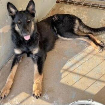 Bert -  Shepherd Dog for Adoption in Austin, Texas - Bert | PetCurious