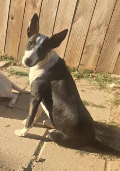 OLIVIA -  Hound and Beagle Dog for Adoption in Byhalia, Mississippi - OLIVIA | PetCurious