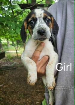 CANDY -  Beagle and Australian Cattle Dog Blue Heeler Dog for Adoption in Newaygo, Michigan - CANDY | PetCurious