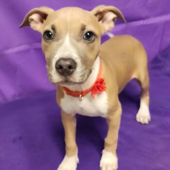 Rescue Boxer and Labrador Retriever Dogs for Adoption in North Myrtle Beach, South Carolina - Yama | PetCurious