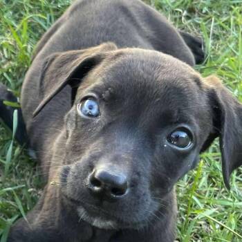 Rescue Labrador Retriever Dogs for Adoption in Grand Forks, North Dakota - River | PetCurious