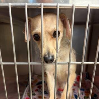 Don Julio -  Mixed Breed Dog for Adoption in Galveston, Texas - Don Julio | PetCurious