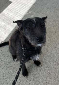 Moby -  Mixed Breed Dog for Adoption in Lafayette, Indiana - Moby | PetCurious
