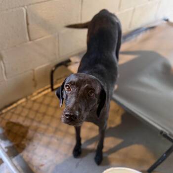 Buffy -  Labrador Retriever Dog for Adoption in Starkville, Mississippi - Buffy | PetCurious