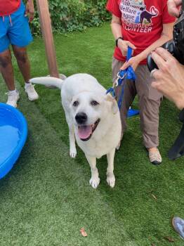 Dunya -  Mixed Breed Dog for Adoption in Alexandria, Virginia - Dunya | PetCurious