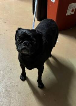 MIA -  Pug Dog for Adoption in Chula Vista, California - MIA | PetCurious