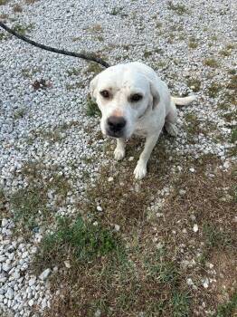 Rescue Mixed Breed Dogs for Adoption in Bruce, Mississippi - Snow | PetCurious