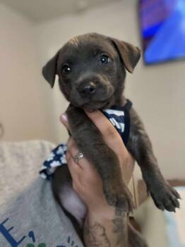 Rescue Pit Bull Terrier and Mixed Breed Dogs for Adoption in Humble, Texas - Pebbles | PetCurious