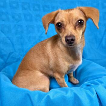 Pipsy -  Chihuahua Dog for Adoption in Hondo, Texas - Pipsy | PetCurious