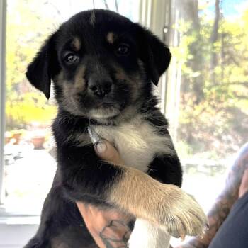 Hound and Mixed Breed Dogs Available for Adoption in Stormville, New York - NY Tito Avail May 9 (Carmel NY Fire Dept) | PetCurious