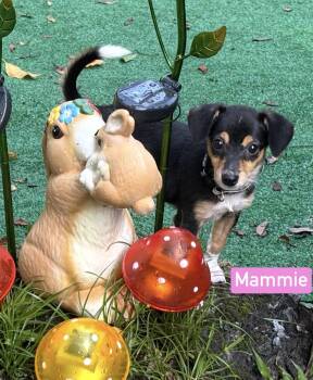 Mammie -  Jack Russell Terrier Dog for Adoption in Semmes, Alabama - Mammie | PetCurious
