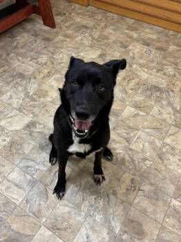 Rescue Labrador Retriever Dogs for Adoption in Pilot Point, Texas - Cameron | PetCurious