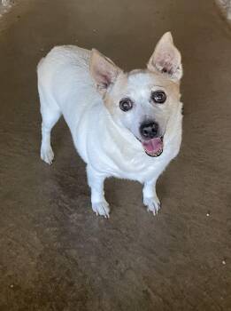 Judy -  Rat Terrier Dog for Adoption in Lacon, Illinois - Judy | PetCurious