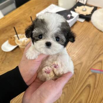 Poodle Dogs for Sale in Los Angeles, California - TINO | PetCurious
