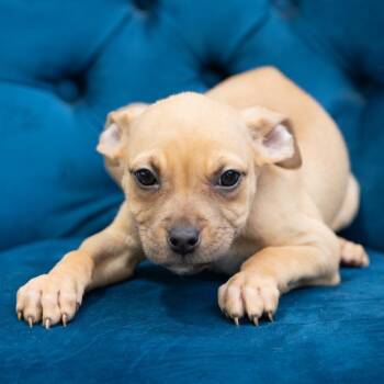 Pit Bull Terrier Dogs Available for Adoption in Zionsville, Indiana - Selma | PetCurious
