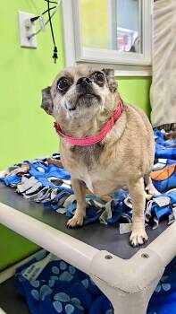 Chihuahua and Terrier Dogs Available for Adoption in Estherville, Iowa - Bella | PetCurious