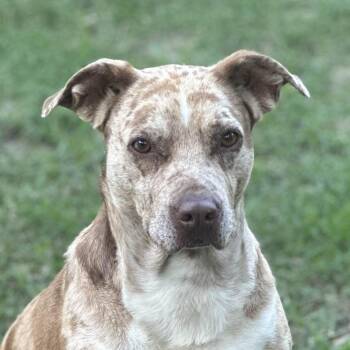 Rescue Catahoula Leopard Dog Dogs for Adoption in Locust Fork, Alabama - Bernadette | PetCurious