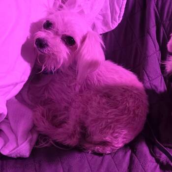 Lilly -  Maltese Dog for Adoption in Goltry, Oklahoma - Lilly | PetCurious