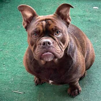 Kenzo -  English Bulldog Dog for Adoption in Oceanside, New York - Kenzo | PetCurious