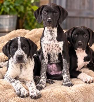 Velma -  Hound and Spaniel Dog for Adoption in Bloomfield, Connecticut - Velma | PetCurious