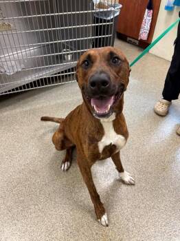 CHARLIE -  Plott Hound and Mixed Breed Dog for Adoption in Fort Myers, Florida - CHARLIE | PetCurious