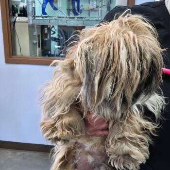 Shih Tzu Dogs Available for Adoption in Idaho Falls, Idaho - BC-Stray (Coco) SRAS-31573_2 | PetCurious
