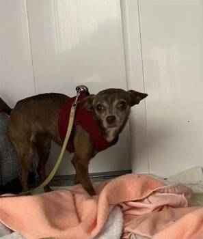 Bowie -  Mixed Breed Dog for Adoption in Montreal, Quebec - Bowie | PetCurious