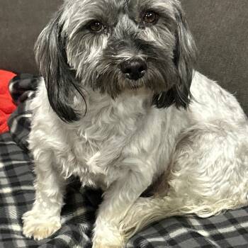 Carla -  Havanese Dog for Adoption in Antwerp, Ohio - Carla | PetCurious