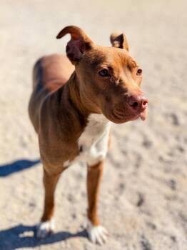 Labrador Retriever and Mixed Breed Dogs Available for Adoption in Muskegon, Michigan - Sweet Pea | PetCurious