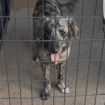 Myers -  Dutch Shepherd Dog for Adoption in Lake Jackson, Texas - Myers | PetCurious