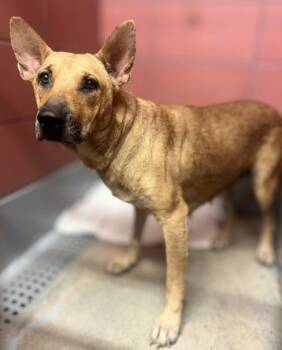 CINDY -  German Shepherd Dog and Mixed Breed Dog for Adoption in Houston, Texas - CINDY | PetCurious