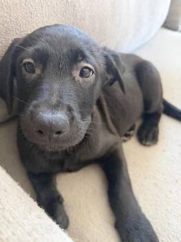 Belgian Shepherd Malinois and Labrador Retriever Dogs Available for Adoption in Imlay City, Michigan - Nebula (teal Collar) Volume 2 - Located In California | PetCurious