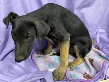 A610539 -  German Shepherd Dog and Mixed Breed Dog for Adoption in Modesto, California - A610539 | PetCurious