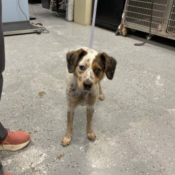 English Springer Spaniel and Mixed Breed Dogs Available for Adoption in Saint Joseph, Missouri - Bethany | PetCurious